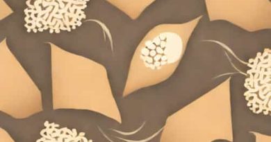 Edible Glutinous Rice Paper