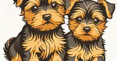 Free Yorkie Puppies Near Me
