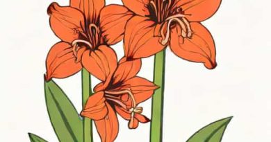 Giant Amaryllis Bulbs