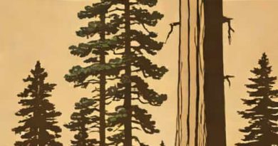 Giant Sequoia National Park