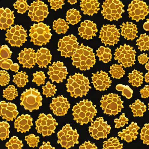 Immature Granulocytes X10 3