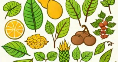Qori Inti Amazonian Herbals