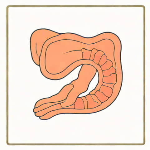 The Cecum Is Comparable To What Human Organ
