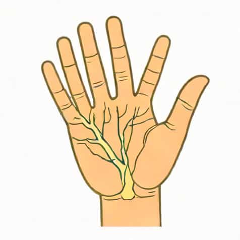 Ulnar Nerve Sensory Supply
