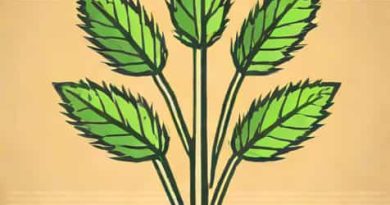 Vitamin Shoppe Burdock Root