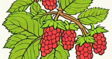 When To Prune Loganberry Uk