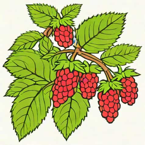 When To Prune Loganberry Uk