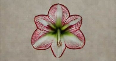 Xxl Amaryllis In Wachs