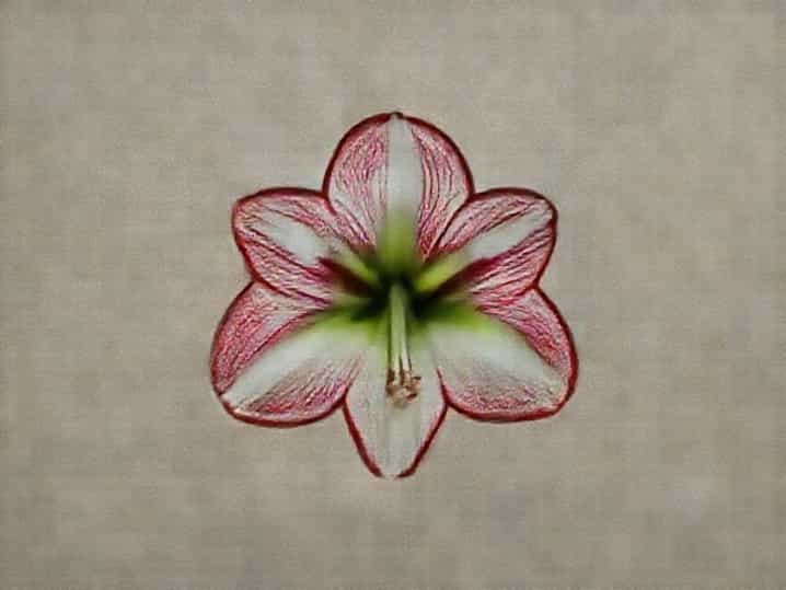 Xxl Amaryllis In Wachs